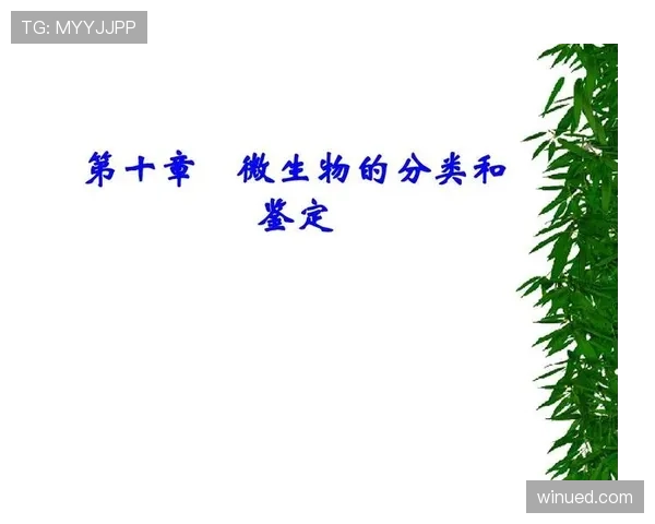 帕尔默与迪马利亚左脚进攻创造力的风格差异：技术特点与创造机制对比